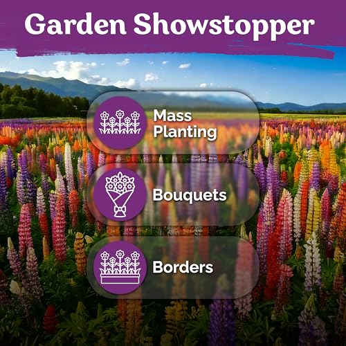 250 Mix Russell Lupine Heirloom Perennial Flower Seeds