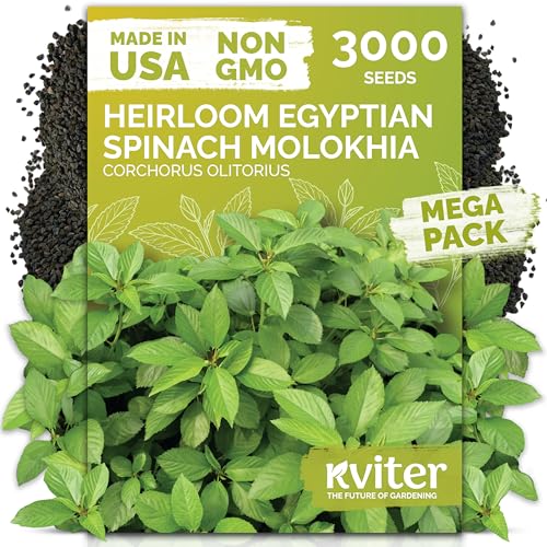3 000 Egyptian Spinach Heirloom Vegetable Seeds