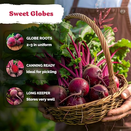 1 200 Detroit Dark Red Beet Heirloom Vegetable Seeds