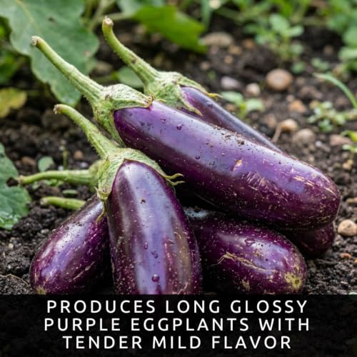 Long Purple Eggplant Seeds (Long Purple Eggplant)