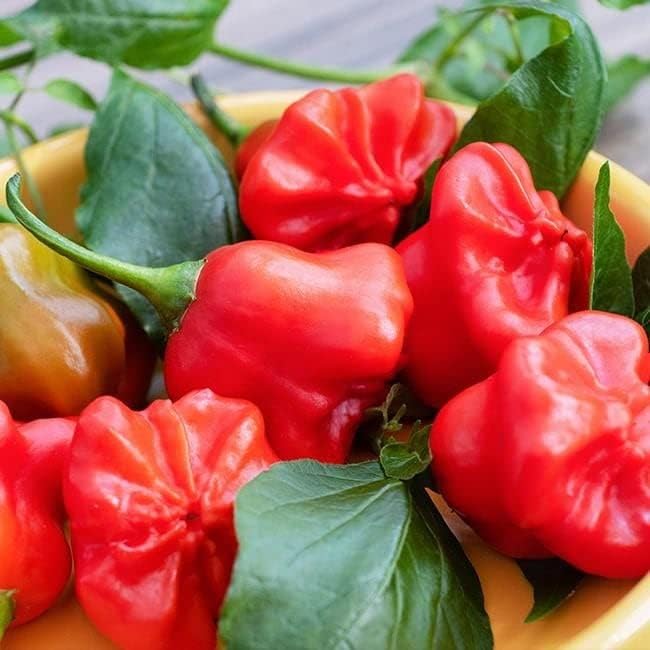 Pepper Joe’s Mad Hatter Pepper Seeds ­­­­­– Pack of 10+ Award-Winning Mild Pepper Seeds – USA Grown ­– Premium Non-GMO Mad Hatter Seeds for Planting in Your Garden