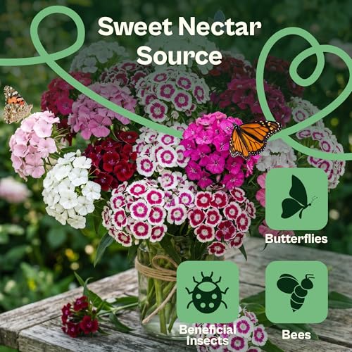 2500 Mix Sweet William Seeds