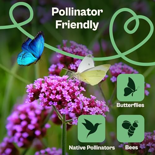 5500 Purpletop Vervain Seeds