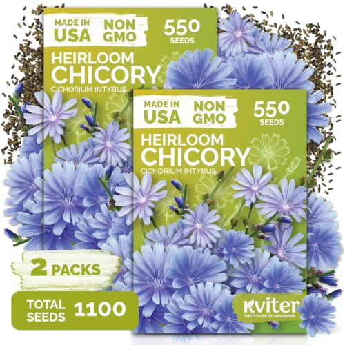 1 100 Chicory Heirloom Flower Seeds for Planting