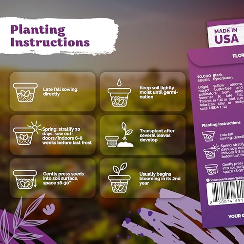 20 000 Black Eyed Susan Heirloom Flower Seeds for Planting