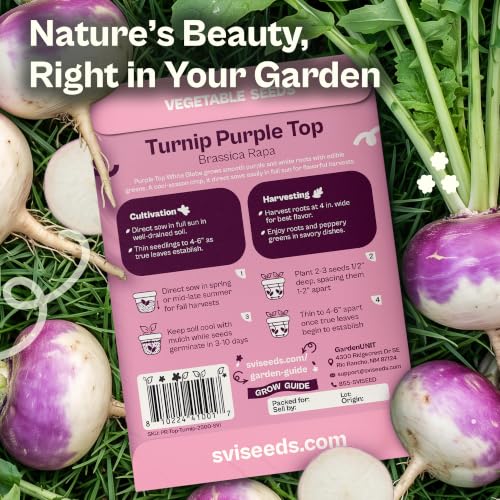 2500 Purple Top White Globe Turnip Seeds Vegetable Seeds