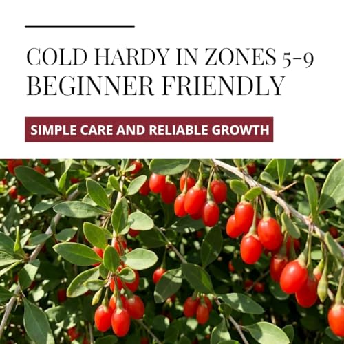 Goji Berry Seeds for Planting (Gojiberry)