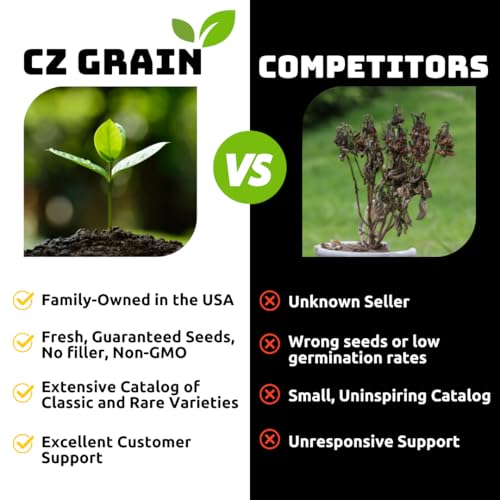 100 Glass Gem Indian Corn Seeds for Planting