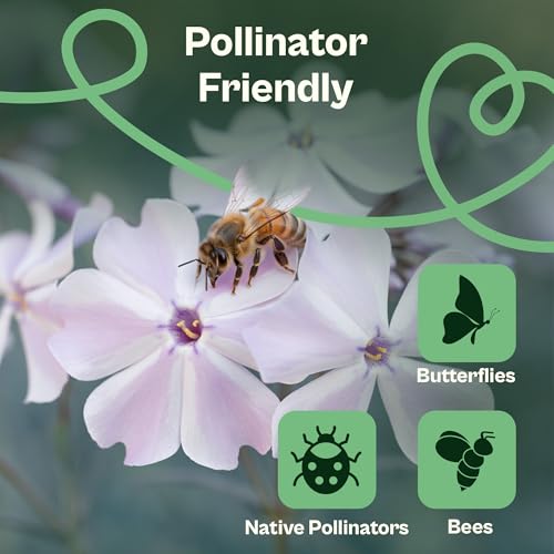 1500 Mountain Phlox Seeds