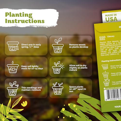 1 100 Chicory Heirloom Flower Seeds for Planting