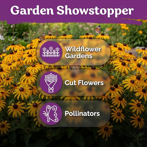 20 000 Black Eyed Susan Heirloom Flower Seeds for Planting