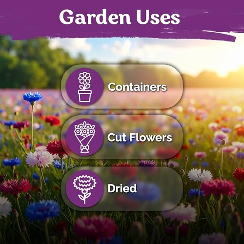 1 600 Mix Bachelor Button Heirloom Flower Seeds