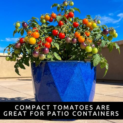 Rainbow Cherry Tomato Seeds for Planting (Rainbow Cherry Tomato)