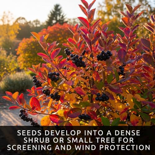 Black Chokeberry Seeds for Planting Native Shrub 100 Premium Seeds (White Flowers, Black Berries, Red Fall Foliage)