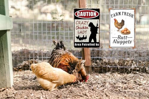 2pcs Funny Chicken Sign Vintage Metal Tin Signs Chicken Coop Accessories Lovers Gifts For Farm Yard Fence Decor Coop Caution Sign Outdoor Wall Decor 8×12 Inch (2jizuhehe)