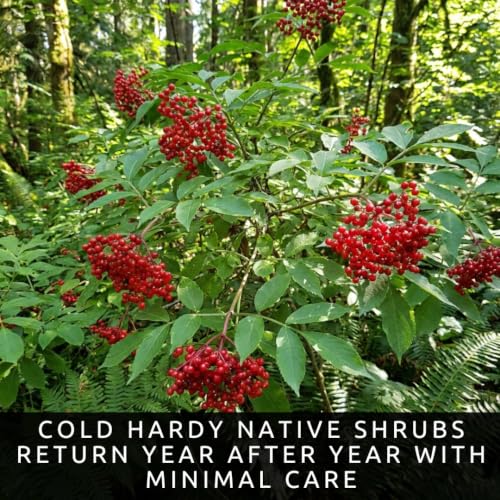 Red Elderberry Seeds for Planting (Red Elderberry)