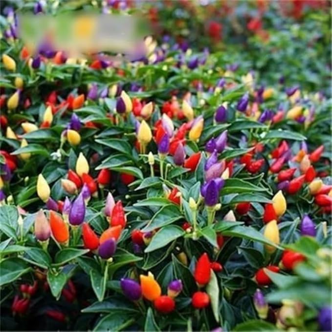 500PCS Pepper Seeds 5 Colored | Grow Vibrant, Sweet Bell Peppers in Your Home Garden | Non-GMO Heirloom Variety | Perfect for Cooking, Salads & Stir-Fries