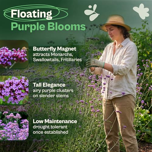 5500 Purpletop Vervain Seeds