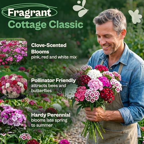2500 Mix Sweet William Seeds