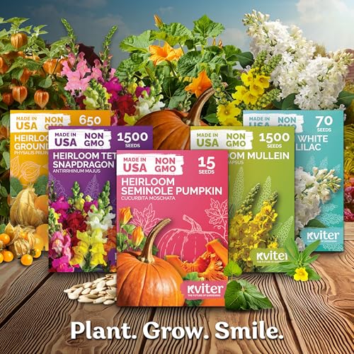 1 000 Slow Bolt Cilantro Heirloom Herb Seeds