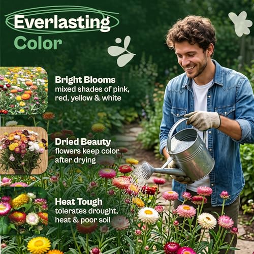 1100 Mix Tall Strawflower Seeds
