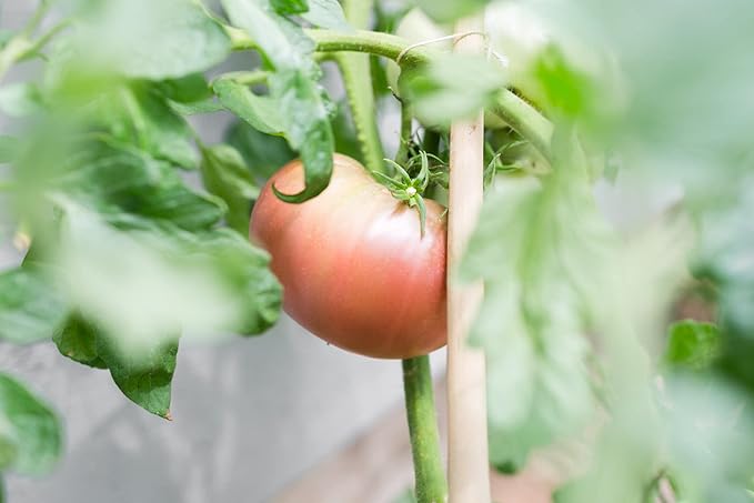 Sereniseed Certified Organic Tomato Seeds (10-Pack) – Non GMO, Open Pollinated – Cherokee Purple, Chocolate Cherry, Green Zebra, Brandywine Pink, Black Krim and More - Tomato Seeds for Planting
