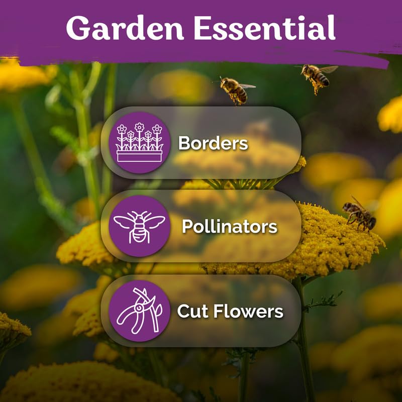 14 000 Gold Yarrow Heirloom Flower Seeds