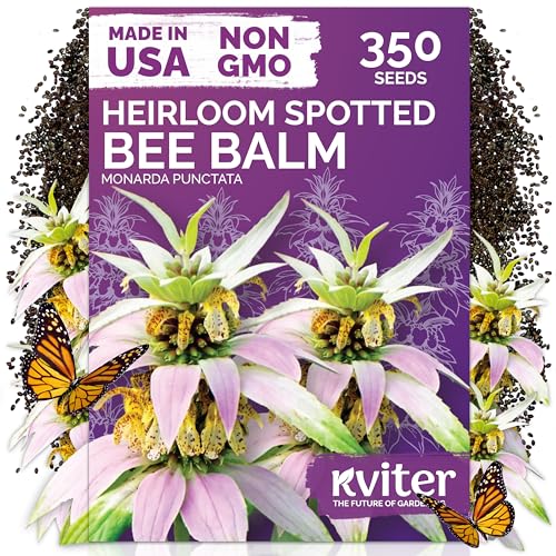 350 Spotted Bee Balm Heirloom Flower Seeds for Planting