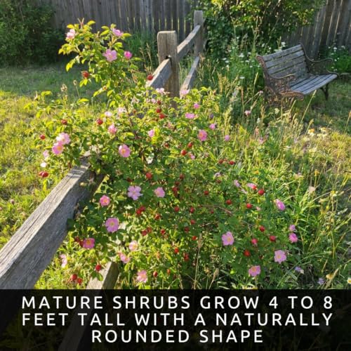 Woods Rose Seeds for Planting (Woods Rose)