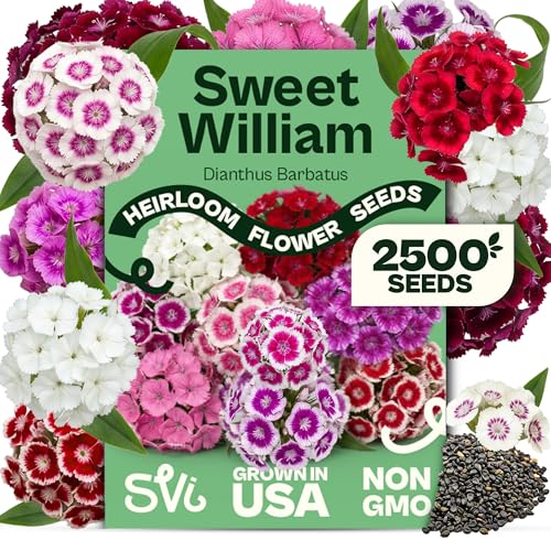 2500 Mix Sweet William Seeds