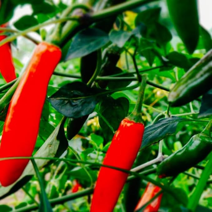 100 Serrano Hot Pepper Seeds for Planting Non GMO Heirloom Seeds Fresh Garden Seed