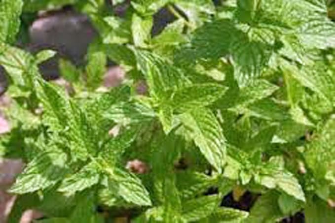 Peppermint, HERB Seeds Heirloom, Non GMO 20 Peppermint Seeds, Delicious