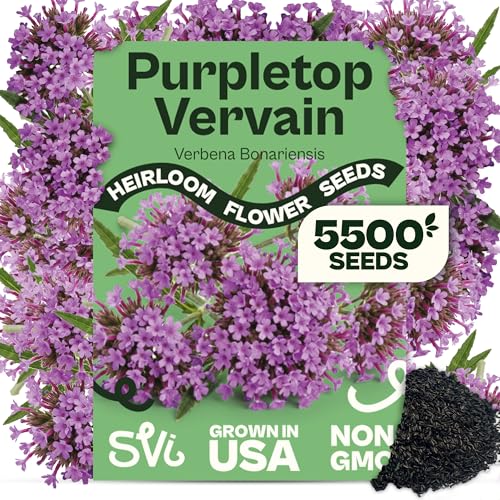 5500 Purpletop Vervain Seeds