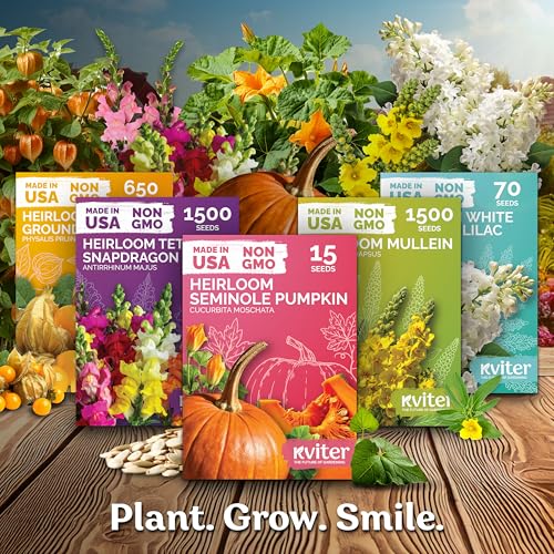 1 600 Mix Bachelor Button Heirloom Flower Seeds