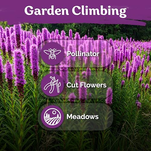 1 200 Marsh Blazing Star Heirloom Flower Seeds