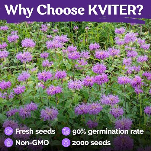 2 000 Wild Bergamot Heirloom Flower Seeds for Planting