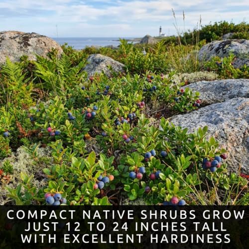 Lowbush Blueberry Seeds for Planting (Lowbush Blueberry)