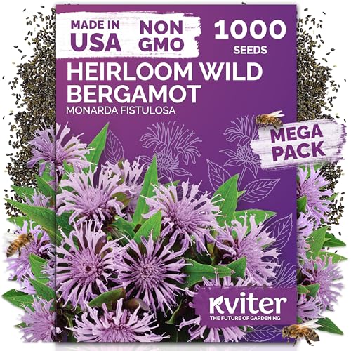 1 000 Wild Bergamot Heirloom Flower Seeds for Planting