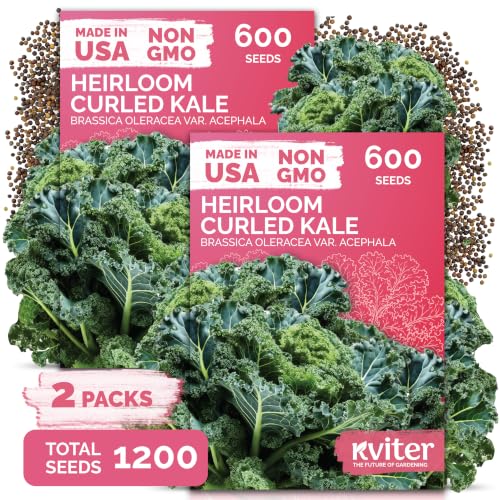 1 200 Vates Blue Scotch Curly Kale Vegetable Seeds