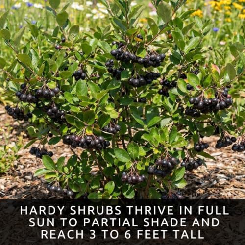 Black Chokeberry Seeds for Planting Native Shrub 100 Premium Seeds (White Flowers, Black Berries, Red Fall Foliage)