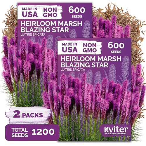 1 200 Marsh Blazing Star Heirloom Flower Seeds