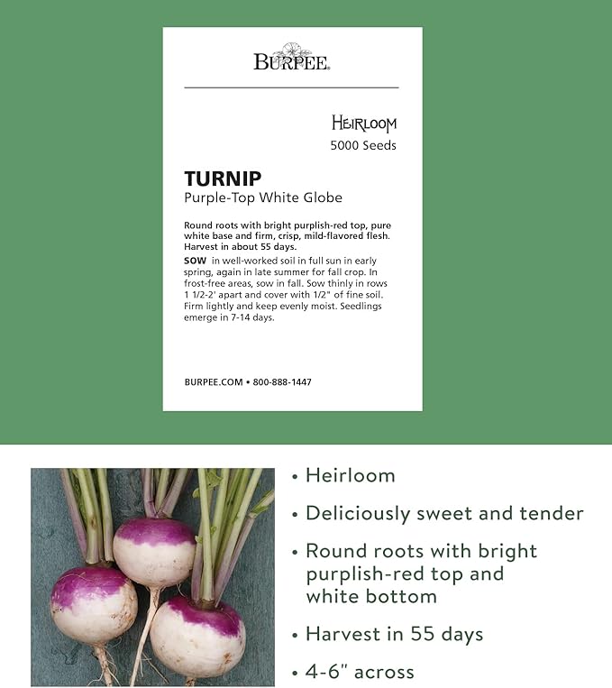 Burpee Purple Top White Globe Turnip Seeds 5000 seeds