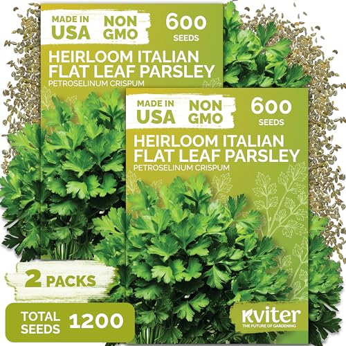 1 200 Flat Leaf Italian Parsley Heirloom Herb Seeds