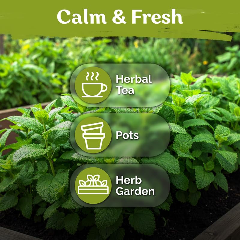1 400 Lemon Balm Heirloom Herb Seeds for Planting