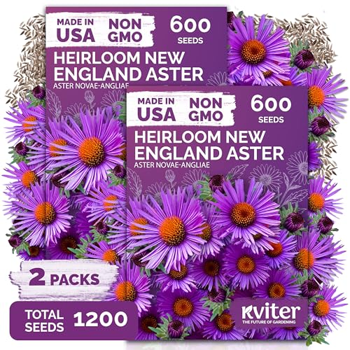 1 200 New England Aster Heirloom Flower Seeds