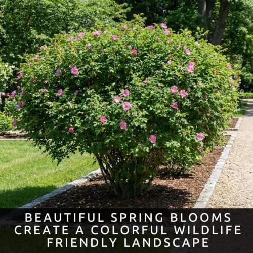 Woods Rose Seeds for Planting (Woods Rose)