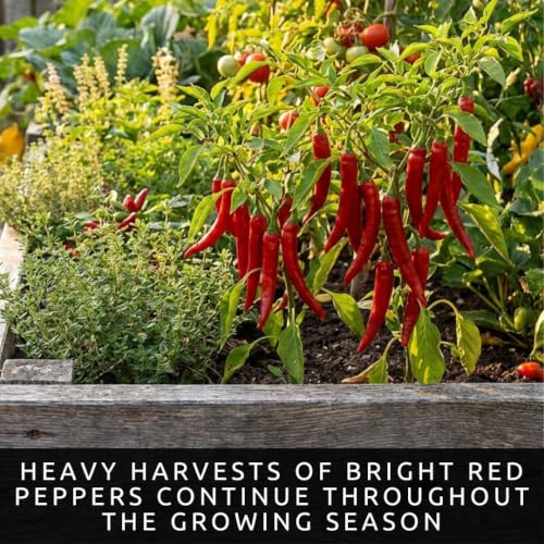 Red Cayenne Pepper Seeds for Planting (Red Cayenne)