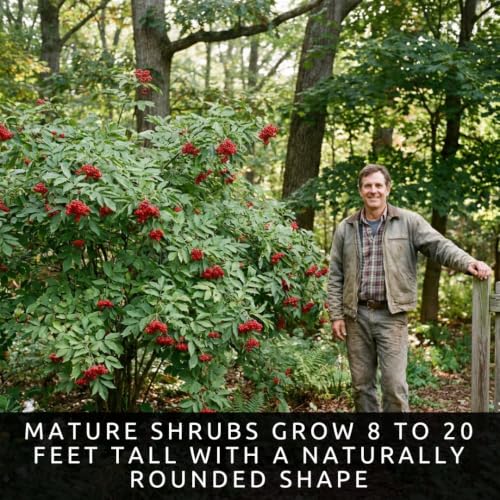 Red Elderberry Seeds for Planting (Red Elderberry)