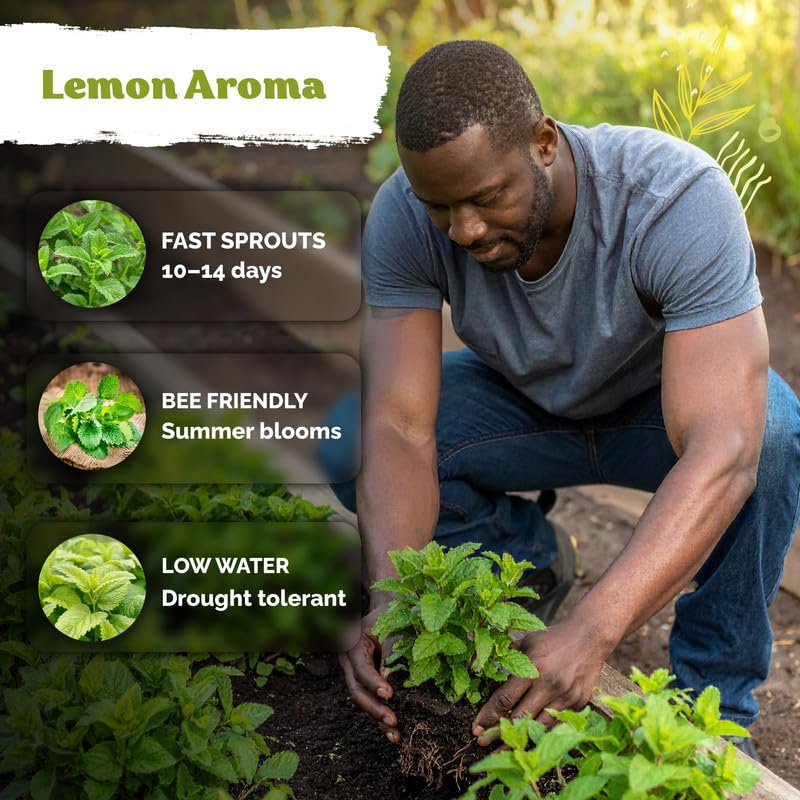1 400 Lemon Balm Heirloom Herb Seeds for Planting