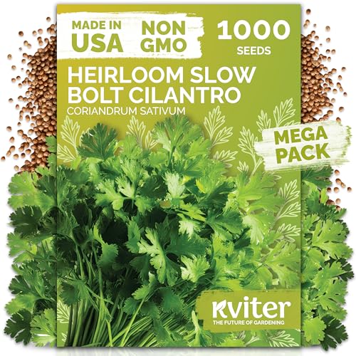 1 000 Slow Bolt Cilantro Heirloom Herb Seeds